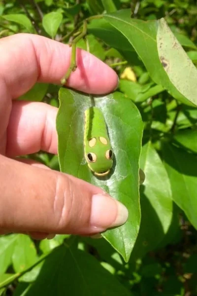 Spicebush (Lindera Benzoin) - 1 Gallon Pot -Chaste Tree World lindera benzoin yellow spicebush 7 1