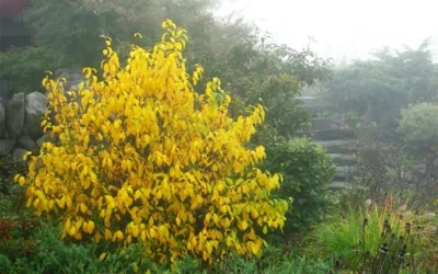 Spicebush (Lindera Benzoin) - 3 Gallon Pot -Chaste Tree World lindera benzoin yellow spicebush 8