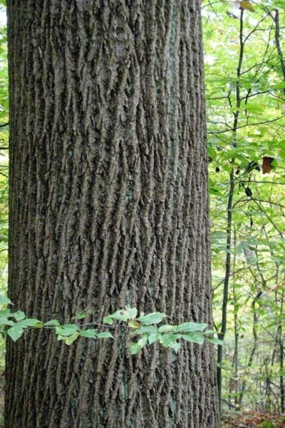 Tulip Poplar Tree - 3 Gallon Pot -Chaste Tree World liriodendron tulipifera yellow tulip poplar flower 11 2