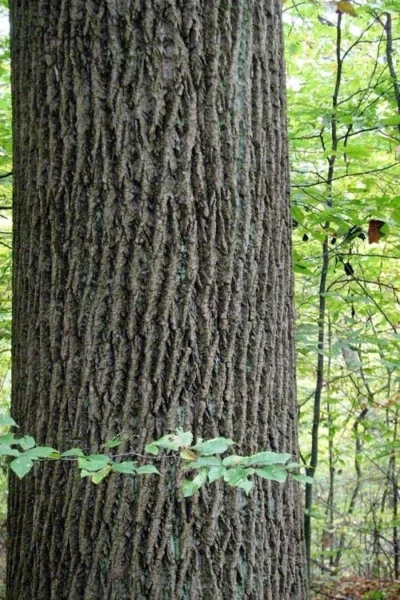Tulip Poplar Tree - 1 Gallon Pot -Chaste Tree World liriodendron tulipifera yellow tulip poplar flower 11