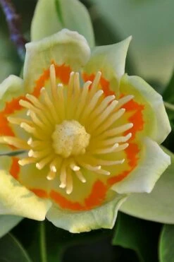 Tulip Poplar Tree - 1 Gallon Pot -Chaste Tree World liriodendron tulipifera yellow tulip poplar flower 12