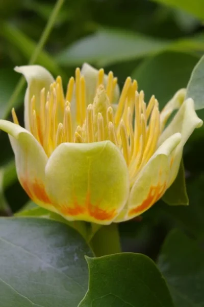 Tulip Poplar Tree (Liriodendron Tulipifera) - 3 Pack Of 1.5 Quart Pots