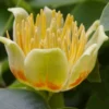 Tulip Poplar Tree - 1 Gallon Pot