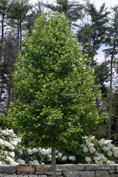 Tulip Poplar Tree - 3 Gallon Pot -Chaste Tree World liriodendron tulipifera yellow tulip poplar flower 3 2