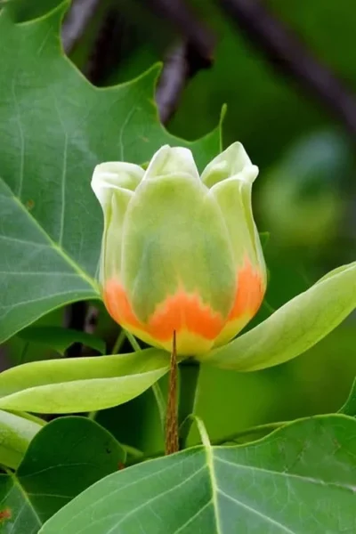 Tulip Poplar Tree (Liriodendron Tulipifera) - 3 Pack Of 1.5 Quart Pots -Chaste Tree World liriodendron tulipifera yellow tulip poplar flower 6 1
