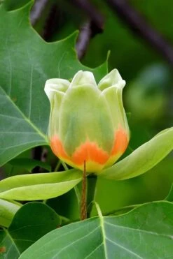 Tulip Poplar Tree - 1 Gallon Pot -Chaste Tree World liriodendron tulipifera yellow tulip poplar flower 6