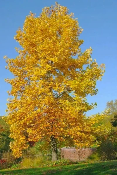 Tulip Poplar Tree (Liriodendron Tulipifera) - 3 Pack Of 1.5 Quart Pots -Chaste Tree World liriodendron tulipifera yellow tulip poplar flower 7 1