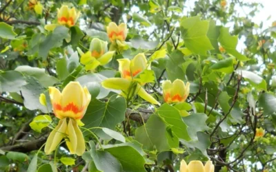 Tulip Poplar Tree - 3 Gallon Pot -Chaste Tree World liriodendron tulipifera yellow tulip poplar flower 8 2