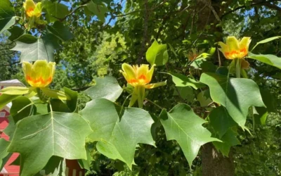 Tulip Poplar Tree (Liriodendron Tulipifera) - 3 Pack Of 1.5 Quart Pots -Chaste Tree World liriodendron tulipifera yellow tulip poplar flower 9 1