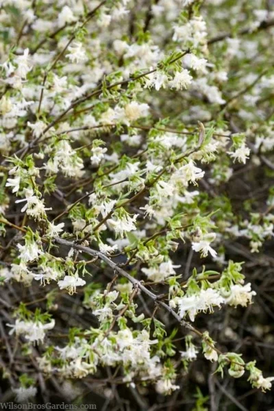 Fragrant Winter Honeysuckle Bush (Lonicera Fragrantissima) - 3 Gallon Pot -Chaste Tree World lonicera fragrantissima winter honeysuckle 14