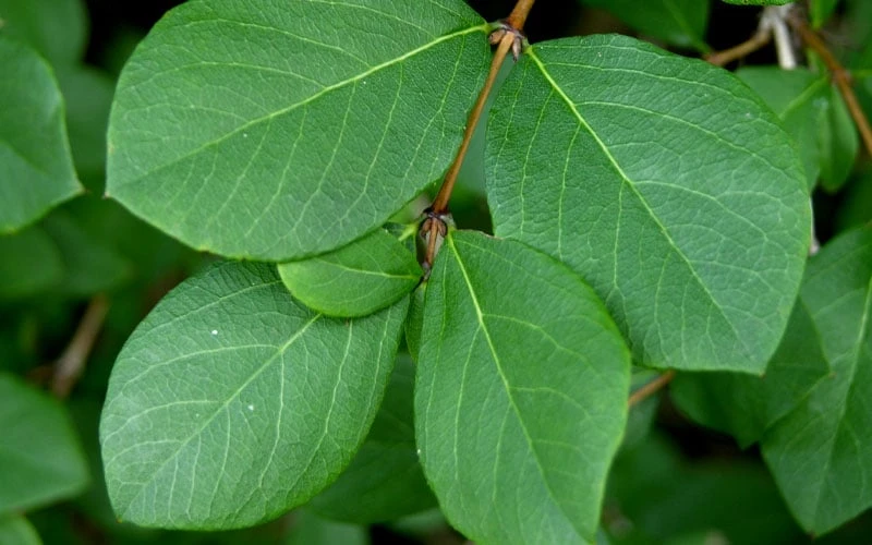 Fragrant Winter Honeysuckle Bush (Lonicera Fragrantissima) - 1 Gallon Pot 9 Fragrant Winter Honeysuckle Bush (Lonicera Fragrantissima) - 1 Gallon Pot - Image 9