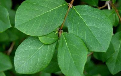 Fragrant Winter Honeysuckle Bush (Lonicera Fragrantissima) - 3 Gallon Pot -Chaste Tree World lonicera fragrantissima winter honeysuckle 18