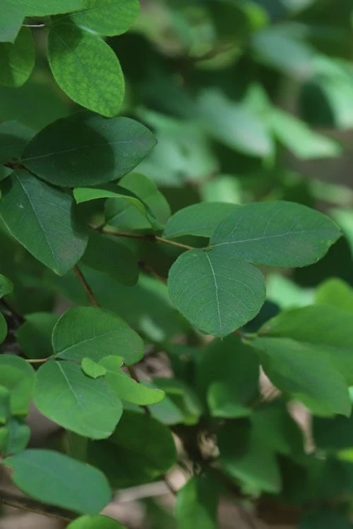 Fragrant Winter Honeysuckle Bush (Lonicera Fragrantissima) - 1 Gallon Pot 6 Fragrant Winter Honeysuckle Bush (Lonicera Fragrantissima) - 1 Gallon Pot - Image 6