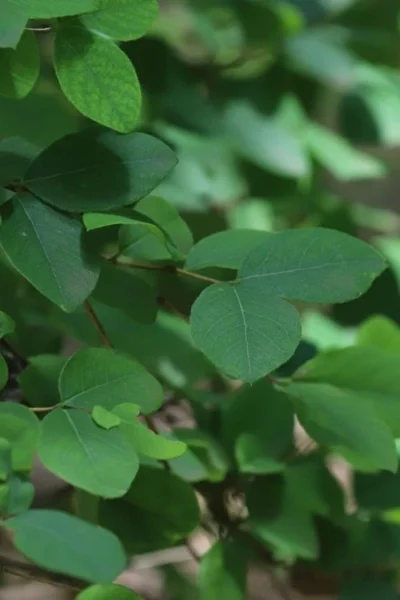 Fragrant Winter Honeysuckle Bush (Lonicera Fragrantissima) - 3 Gallon Pot -Chaste Tree World lonicera fragrantissima winter honeysuckle 19