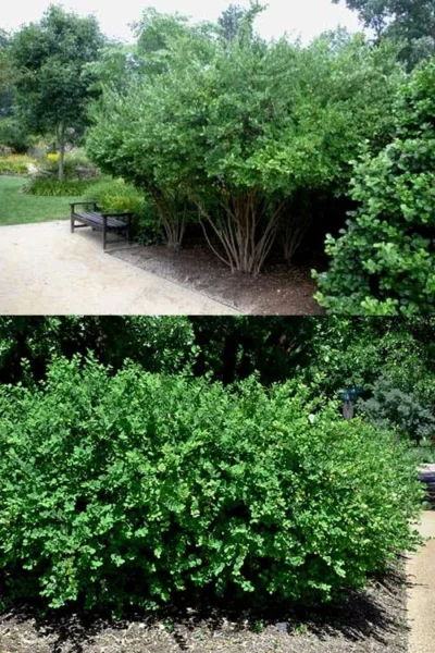 Fragrant Winter Honeysuckle Bush (Lonicera Fragrantissima) - 3 Gallon Pot -Chaste Tree World lonicera fragrantissima winter honeysuckle 22