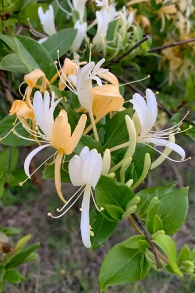Hall's Hardy Honeysuckle Vine (Lonicera Japonica 'Halliana') - 3 Gallon Pot -Chaste Tree World lonicera japonica halliana halls hardy honeysuckle 1 1