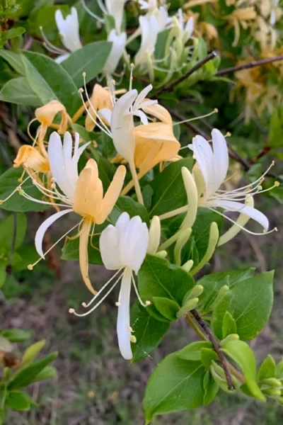 Hall's Hardy Honeysuckle Vine (Lonicera Japonica 'Halliana') - 2 Gallon Pot -Chaste Tree World lonicera japonica halliana halls hardy honeysuckle 1