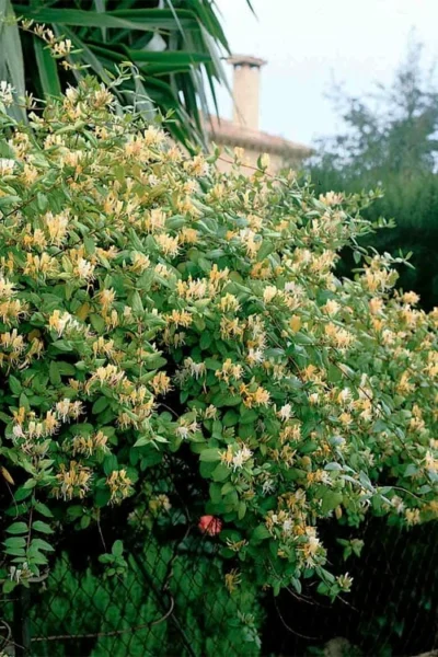 Hall's Hardy Honeysuckle Vine (Lonicera Japonica 'Halliana') - 3 Gallon Pot -Chaste Tree World lonicera japonica halliana halls hardy honeysuckle 3 1