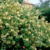 Hall's Hardy Honeysuckle Vine (Lonicera Japonica 'Halliana') - 2 Gallon Pot