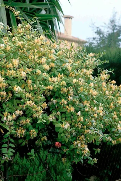 Hall's Hardy Honeysuckle Vine (Lonicera Japonica 'Halliana') - 2 Gallon Pot