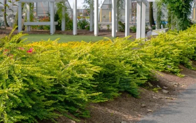 Thunderbolt Golden Box Honeysuckle - 3 Gallon Pot -Chaste Tree World lonicera nitida thunderbolt box honeysuckle 1