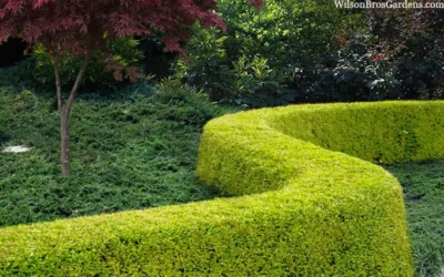 Thunderbolt Golden Box Honeysuckle - 3 Gallon Pot -Chaste Tree World lonicera nitida thunderbolt box honeysuckle 4