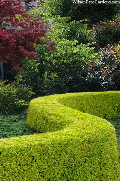 Thunderbolt Golden Box Honeysuckle - 3 Gallon Pot -Chaste Tree World lonicera nitida thunderbolt box honeysuckle 5