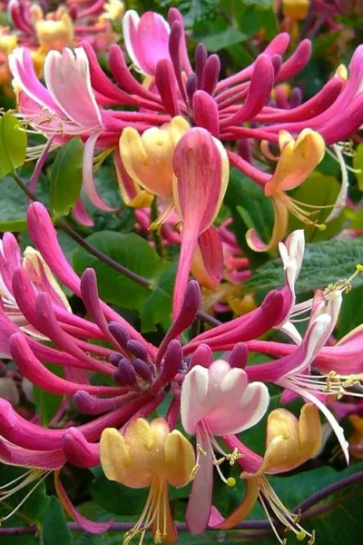 Serotina Fragrant Honeysuckle Vine - 1 Gallon Pot -Chaste Tree World lonicera periclymenum serotina fragrant honeysuckle vine 4