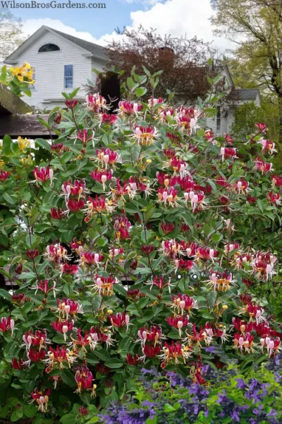 Serotina Fragrant Honeysuckle Vine - 1 Gallon Pot -Chaste Tree World lonicera periclymenum serotina fragrant honeysuckle vine 8