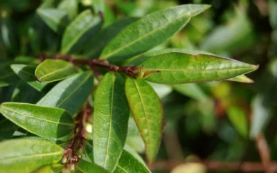 Box Leaf Honeysuckle Bush (Lonicera Pileata) - 1 Gallon Pot 13 Box Leaf Honeysuckle Bush (Lonicera Pileata) - 1 Gallon Pot -Chaste Tree World lonicera pileata box leaf honeysuckle 3