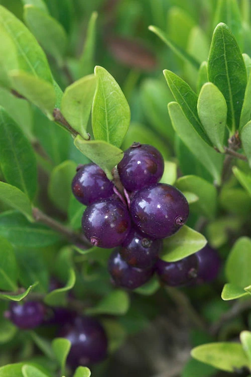 Box Leaf Honeysuckle Bush (Lonicera Pileata) - 1 Gallon Pot 6 Box Leaf Honeysuckle Bush (Lonicera Pileata) - 1 Gallon Pot - Image 6