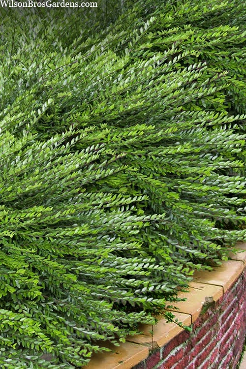 Box Leaf Honeysuckle Bush (Lonicera Pileata) - 1 Gallon Pot 1 Box Leaf Honeysuckle Bush (Lonicera Pileata) - 1 Gallon Pot