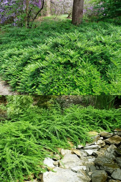 Box Leaf Honeysuckle Bush (Lonicera Pileata) - 1 Gallon Pot 10 Box Leaf Honeysuckle Bush (Lonicera Pileata) - 1 Gallon Pot -Chaste Tree World lonicera pileata box leaf honeysuckle 9