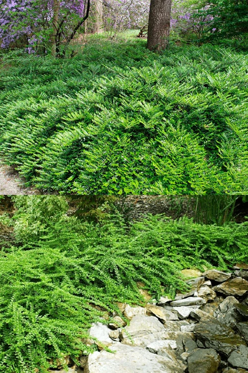 Box Leaf Honeysuckle Bush (Lonicera Pileata) - 1 Gallon Pot 4 Box Leaf Honeysuckle Bush (Lonicera Pileata) - 1 Gallon Pot - Image 4