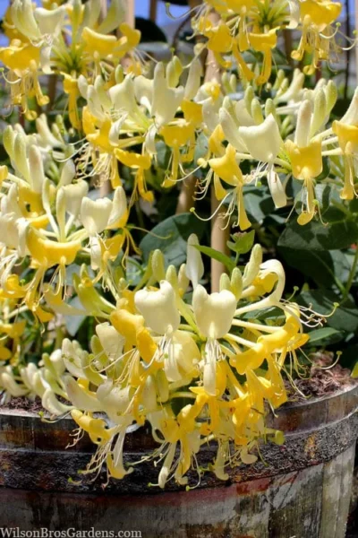Scentsation Fragrant Yellow Honeysuckle - Lonicera Periclymenum - 1 Gallon Pot 12 Scentsation Fragrant Yellow Honeysuckle - Lonicera Periclymenum - 1 Gallon Pot -Chaste Tree World lonicera scentsation fragrant yellow honeysuckle 101 1