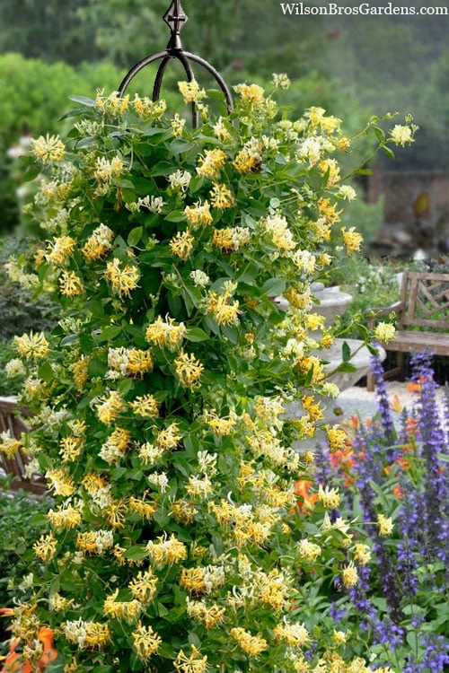 Scentsation Fragrant Yellow Honeysuckle - Lonicera Periclymenum - 1 Gallon Pot 1 Scentsation Fragrant Yellow Honeysuckle - Lonicera Periclymenum - 1 Gallon Pot