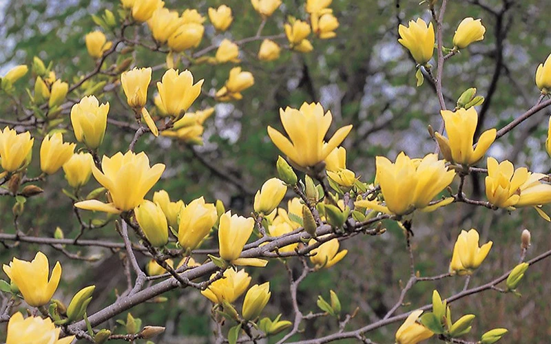 Butterflies Yellow Magnolia (Tulip Tree) - 7 Gallon Pot (6-7') 7 Butterflies Yellow Magnolia (Tulip Tree) - 7 Gallon Pot (6-7') - Image 7