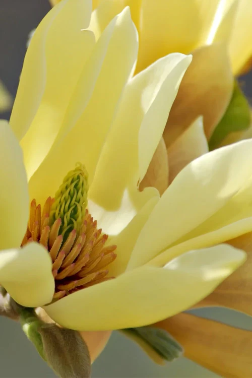 Butterflies Yellow Magnolia (Tulip Tree) - 7 Gallon Pot (6-7') 6 Butterflies Yellow Magnolia (Tulip Tree) - 7 Gallon Pot (6-7') - Image 6