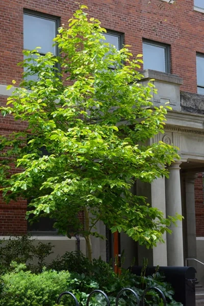 Butterflies Yellow Magnolia (Tulip Tree) - 3 Gallon Pot -Chaste Tree World magnolia butterflies yellow tulip tree 7