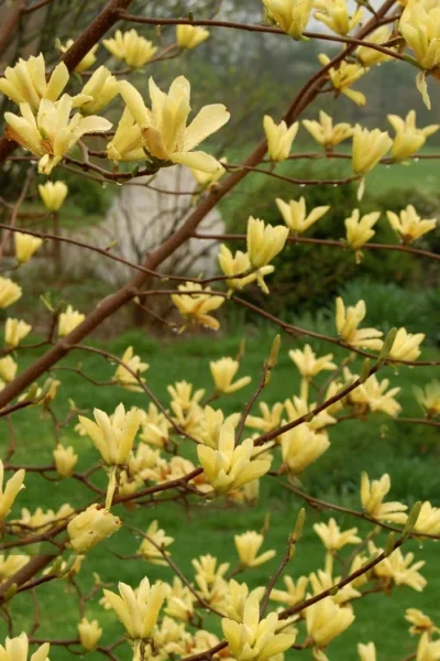 Butterflies Yellow Magnolia (Tulip Tree) - 7 Gallon Pot (6-7') 11 Butterflies Yellow Magnolia (Tulip Tree) - 7 Gallon Pot (6-7') -Chaste Tree World magnolia butterflies yellow tulip tree 8 2