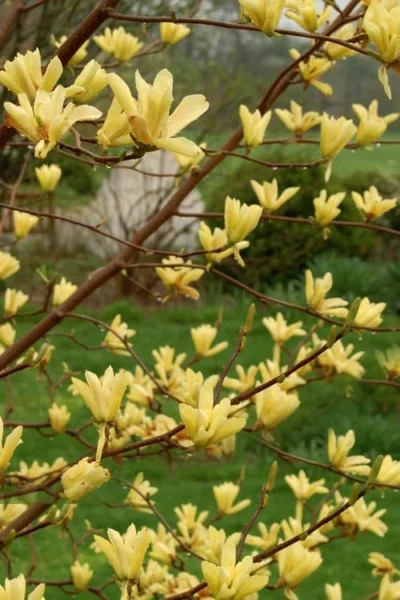 Butterflies Yellow Magnolia (Tulip Tree) - 3 Gallon Pot -Chaste Tree World magnolia butterflies yellow tulip tree 8