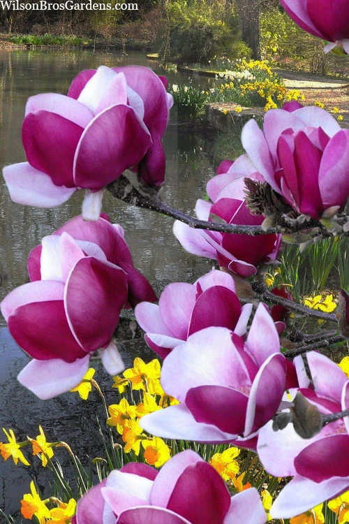 Cameo Magnolia Tulip Tree - 3 Gallon Pot 1 Cameo Magnolia Tulip Tree - 3 Gallon Pot