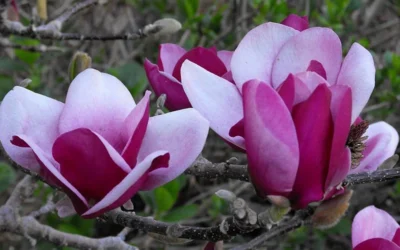 Cameo Magnolia Tulip Tree - 3 Gallon Pot 15 Cameo Magnolia Tulip Tree - 3 Gallon Pot -Chaste Tree World magnolia cameo tulip tree 5 1