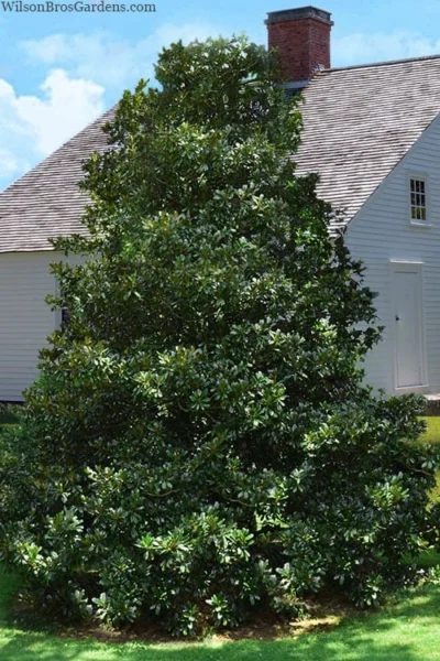 Edith Bogue Cold Hardy Evergreen Magnolia - 5 Gallon Pot 12 Edith Bogue Cold Hardy Evergreen Magnolia - 5 Gallon Pot -Chaste Tree World magnolia edith bogue 4