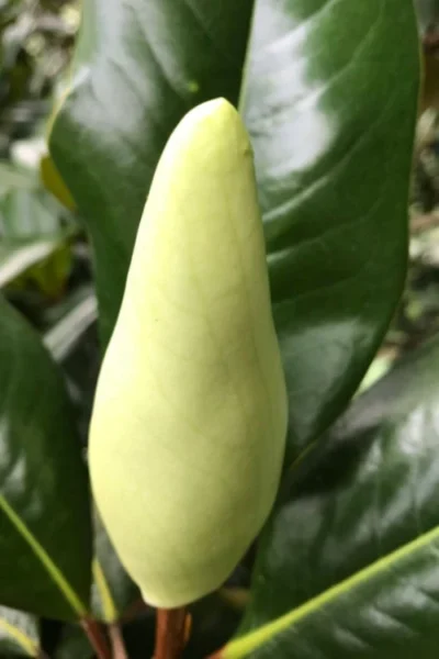 Edith Bogue Cold Hardy Evergreen Magnolia - 5 Gallon Pot 15 Edith Bogue Cold Hardy Evergreen Magnolia - 5 Gallon Pot -Chaste Tree World magnolia edith bogue bud 1