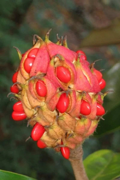 Edith Bogue Cold Hardy Evergreen Magnolia - 5 Gallon Pot 16 Edith Bogue Cold Hardy Evergreen Magnolia - 5 Gallon Pot -Chaste Tree World magnolia edith bogue fruit 1