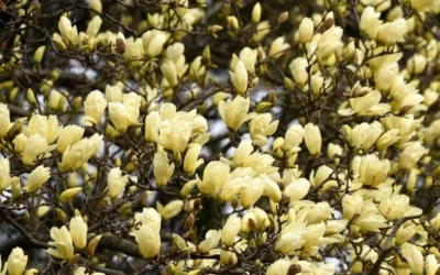 Elizabeth Magnolia (Tulip Tree) - 5 Gallon Pot -Chaste Tree World magnolia elizabeth 15