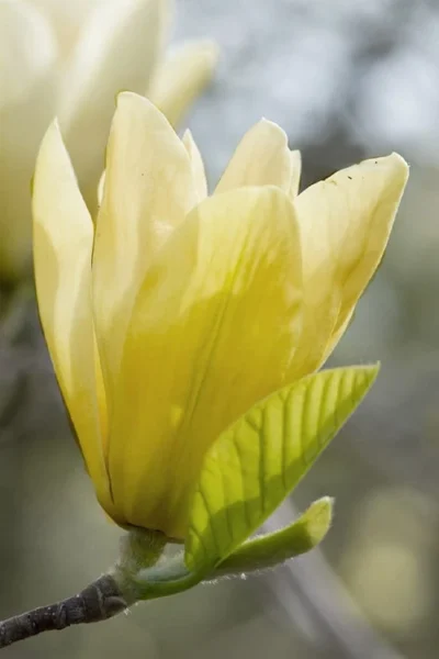 Elizabeth Magnolia (Tulip Tree) - 5 Gallon Pot -Chaste Tree World magnolia elizabeth 2