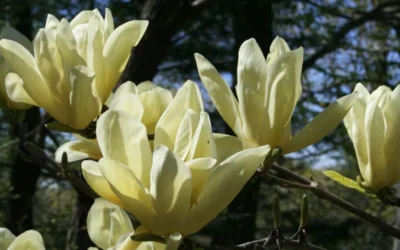 Elizabeth Magnolia (Tulip Tree) - 5 Gallon Pot -Chaste Tree World magnolia elizabeth 4