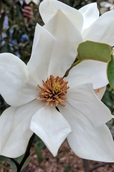Eternal Spring Magnolia - 3 Gallon Pot 8 Eternal Spring Magnolia - 3 Gallon Pot -Chaste Tree World magnolia eternal spring 1